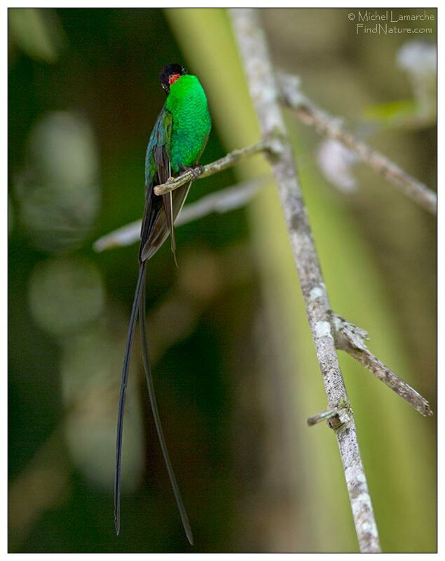 Red-billed Streamertail