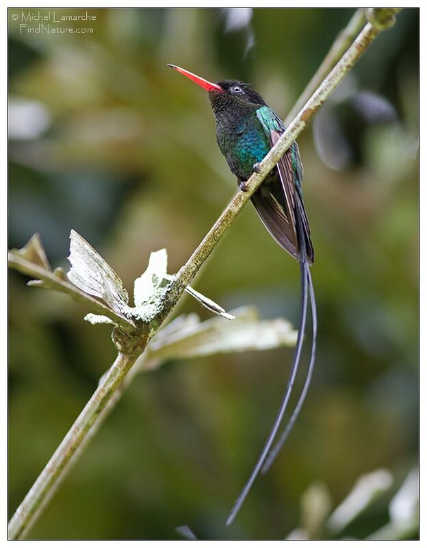 Red-billed Streamertail