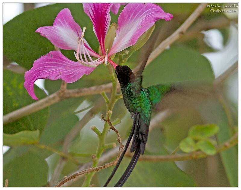 Colibri à tête noire