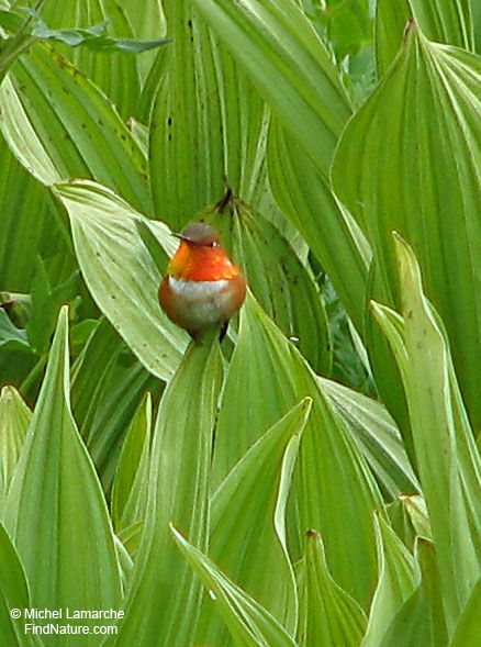 Rufous Hummingbird