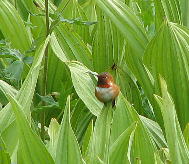 Rufous Hummingbird