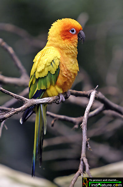 Conure soleil