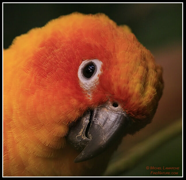 Sun Parakeet