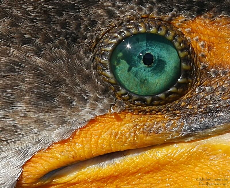 Double-crested Cormorant