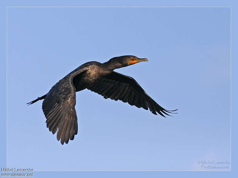 Cormoran à aigrettesadulte, Vol