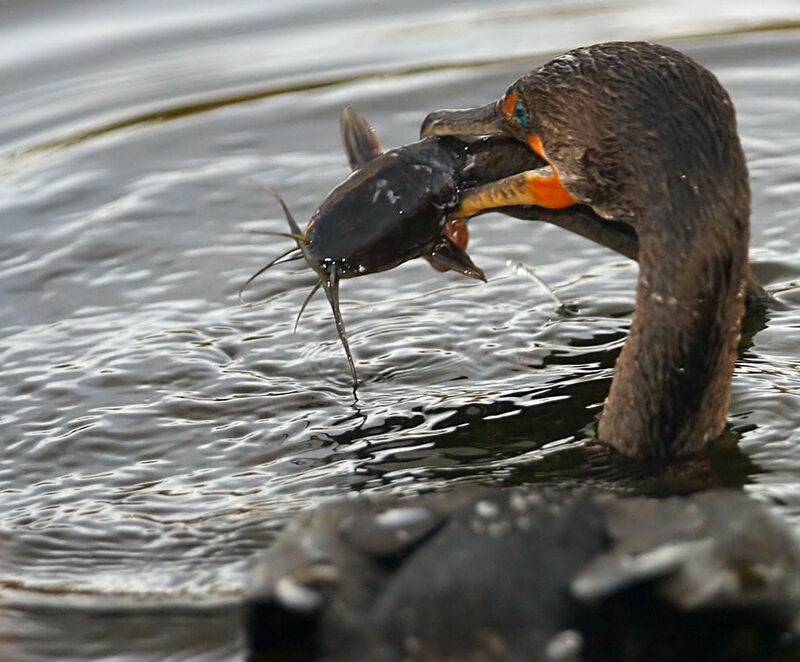 Double-crested Cormorant