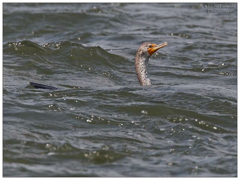 Cormoran à aigrettes