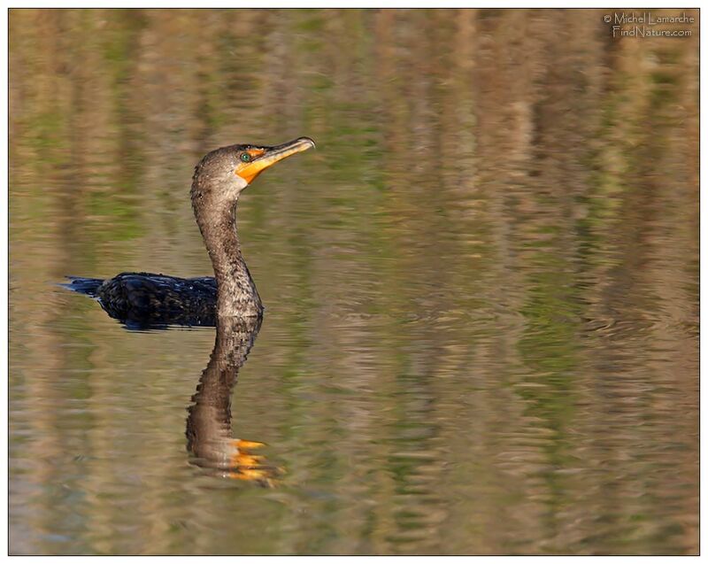 Cormoran à aigrettes