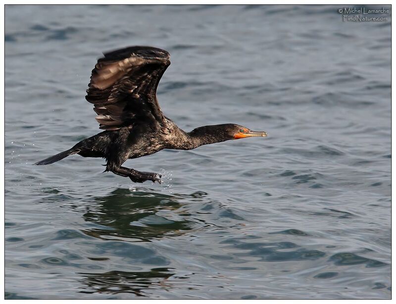 Double-crested Cormorant