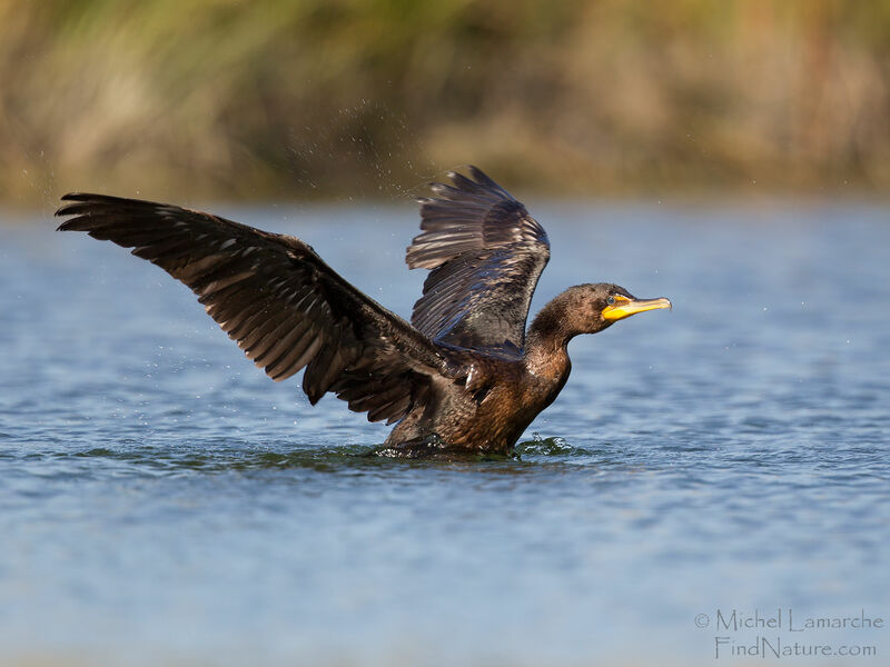 Double-crested Cormorant