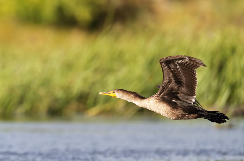 Cormoran à aigrettes, Vol