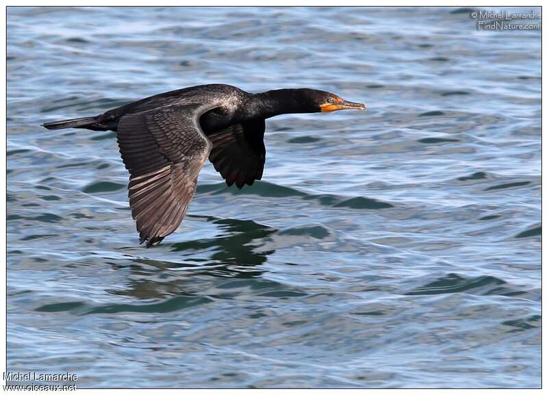 Cormoran à aigrettesadulte, Vol