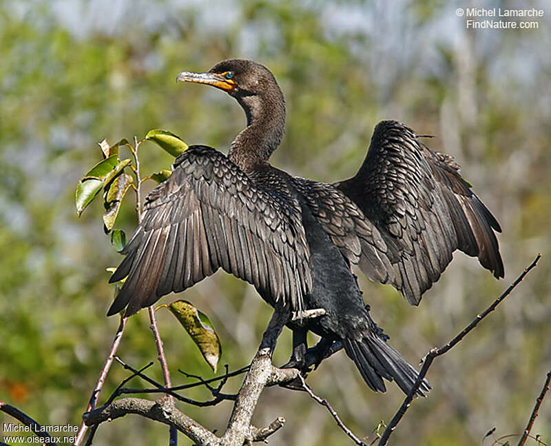 Cormoran à aigrettesimmature, habitat, mue, soins, pigmentation, Comportement