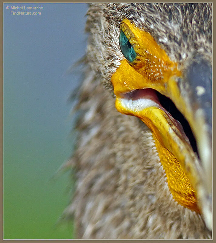 Cormoran à aigrettes