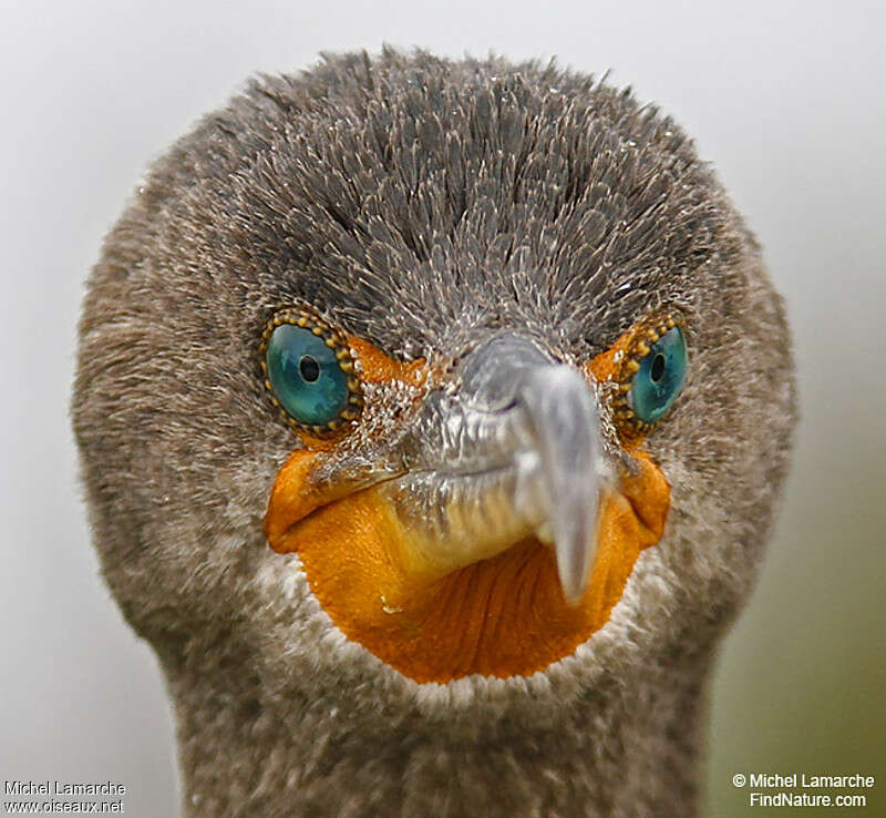 Cormoran à aigrettesadulte internuptial, portrait