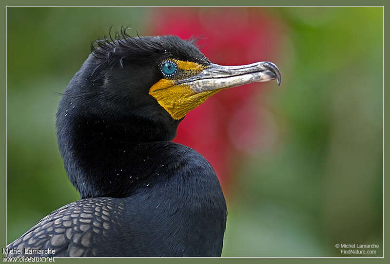 Cormoran à aigrettesadulte nuptial, portrait