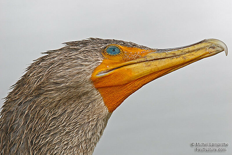 Cormoran à aigrettes