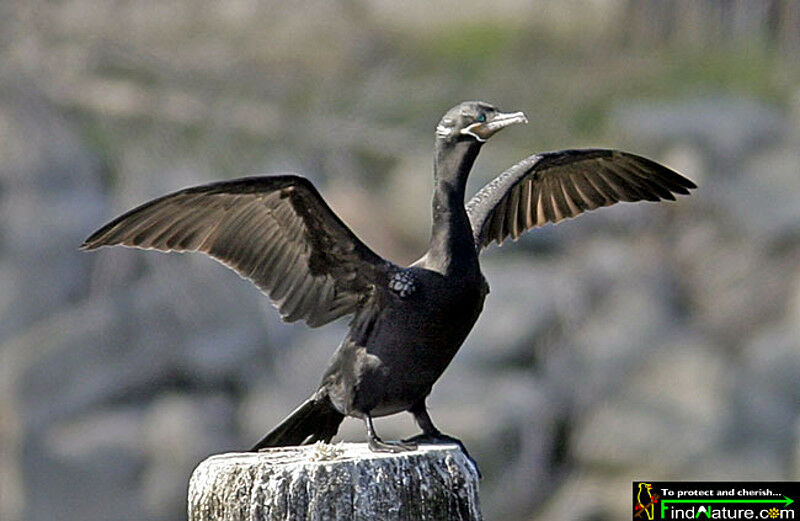 Neotropic Cormorant