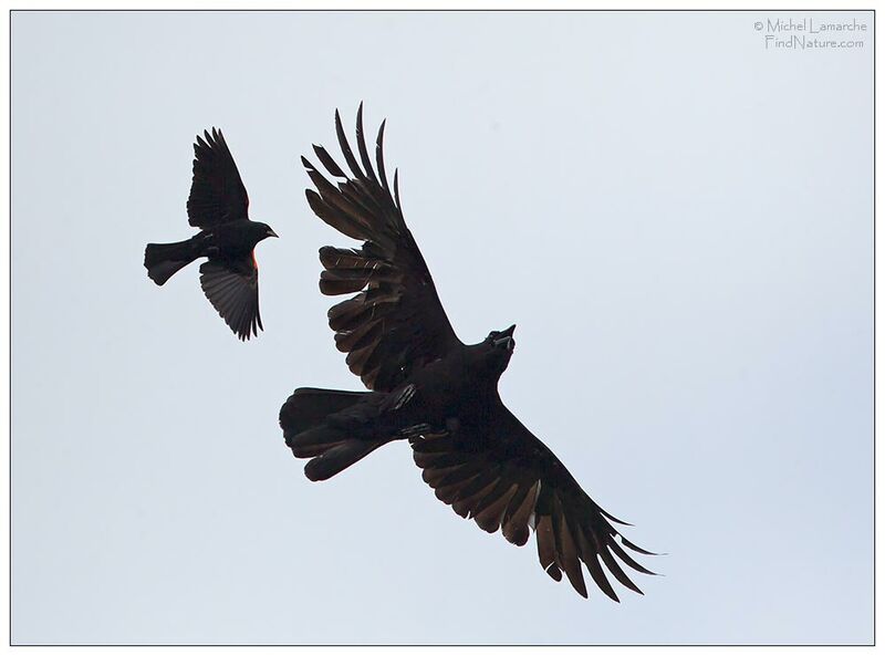 American Crow, Flight