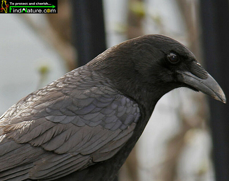 American Crowadult