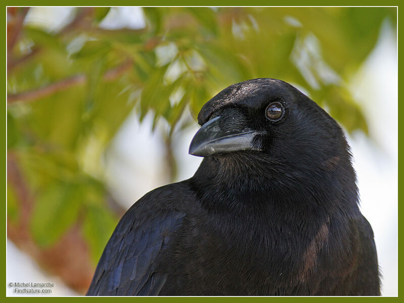 American Crow