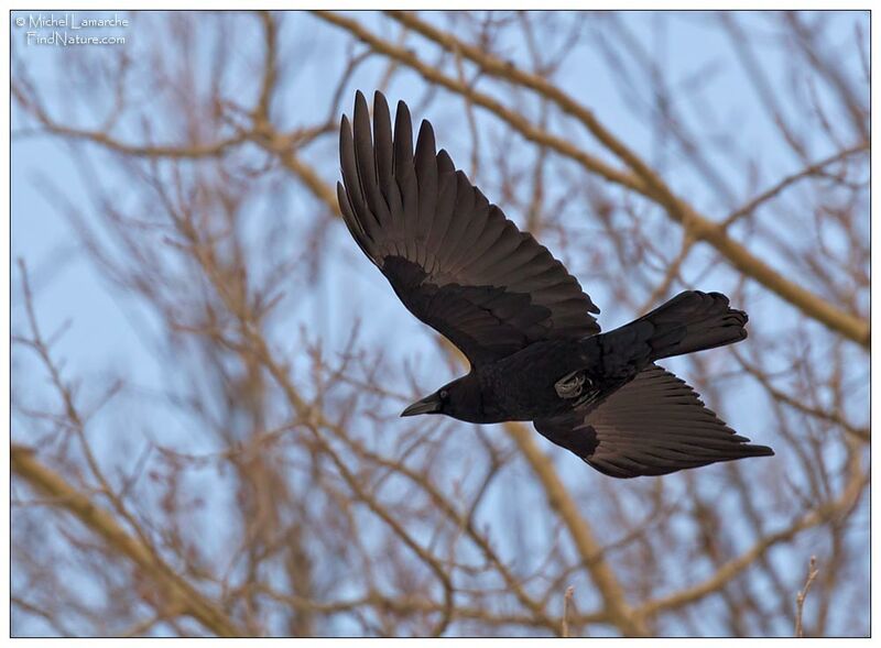 American Crow, Flight