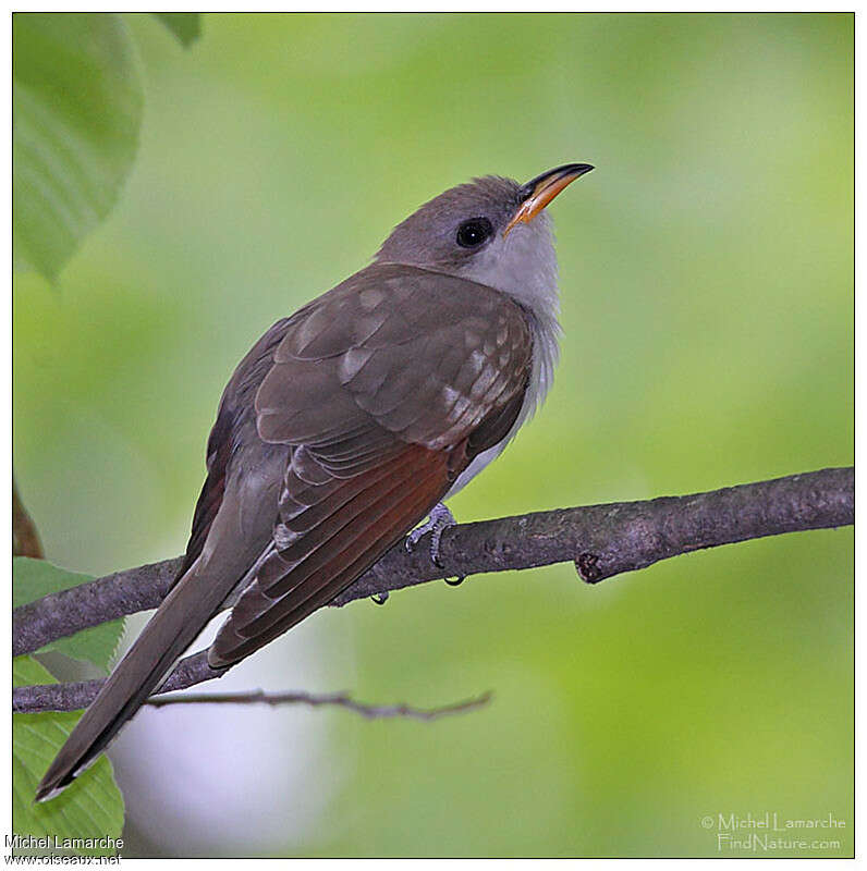 Coulicou à bec jauneadulte, identification