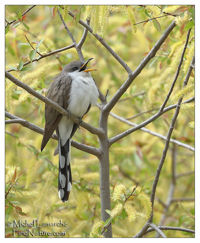 Yellow-billed Cuckoo