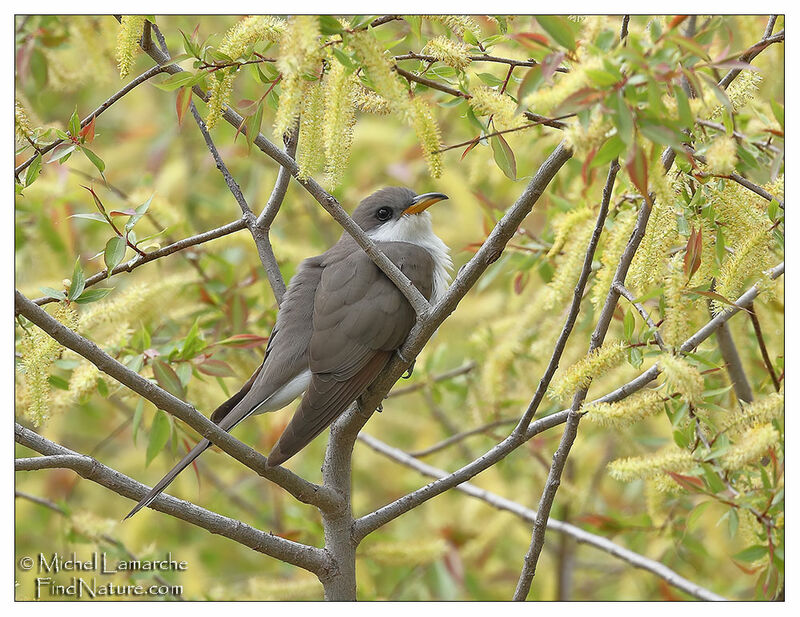 Yellow-billed Cuckoo