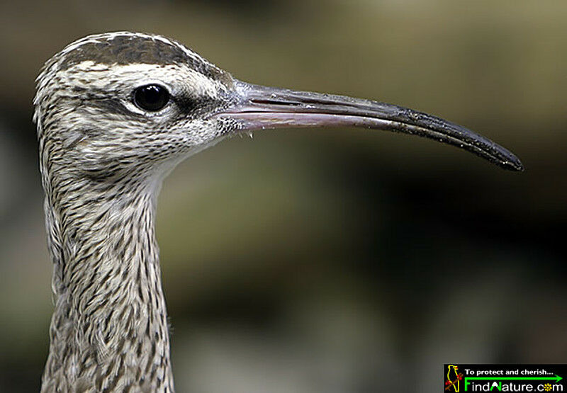 Eurasian Whimbrel, identification