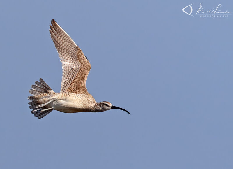 Hudsonian Whimbrel, Flight