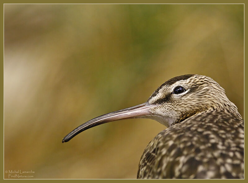 Hudsonian Whimbrel