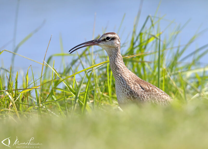 Hudsonian Whimbrel