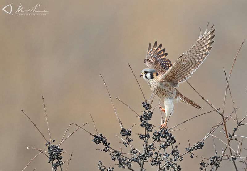 American Kestrel female adult