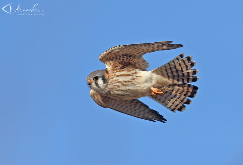 American Kestrel female adult, Flight