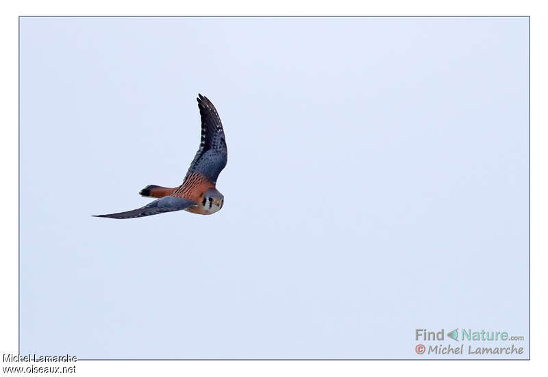 American Kestrel male, Flight