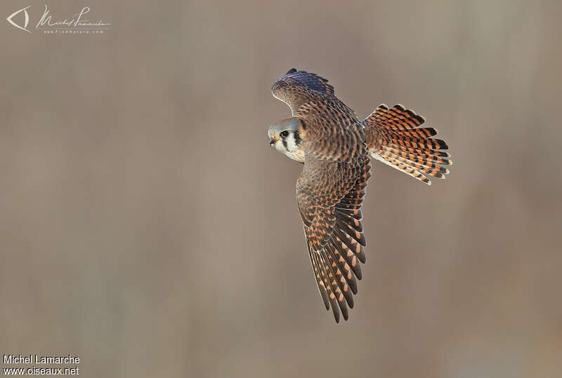 American Kestrel female adult, pigmentation, Flight