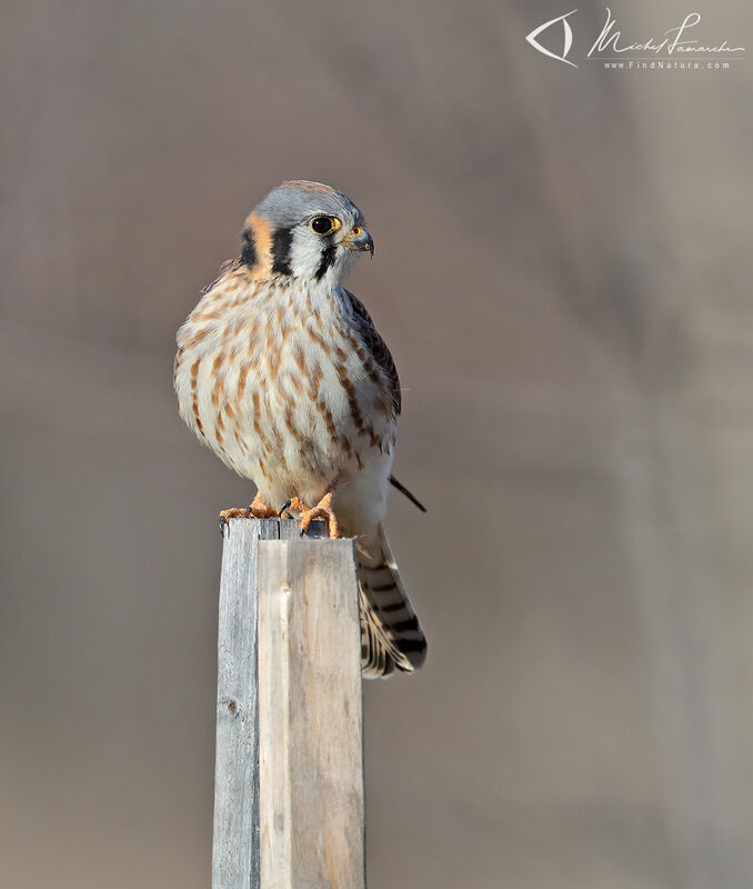 American Kestrel female adult