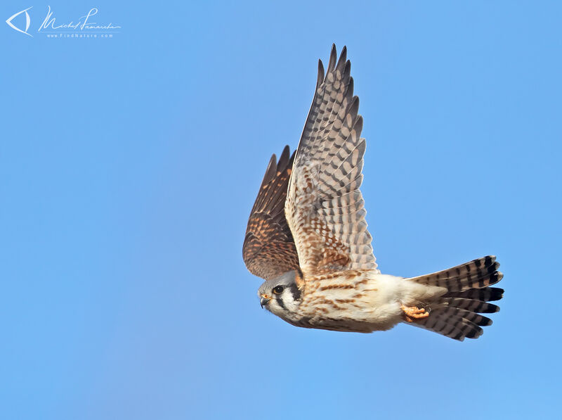 American Kestrel female adult, Flight