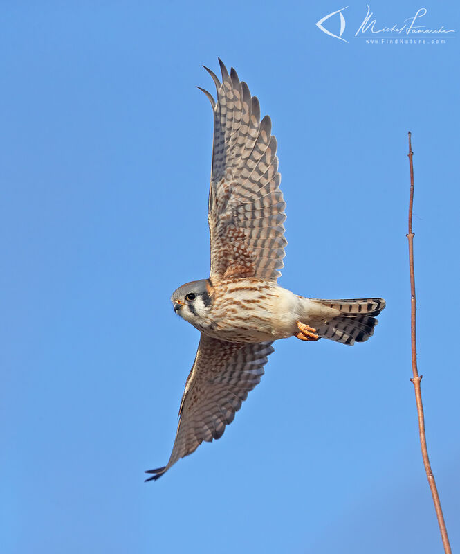 American Kestrel female adult, Flight