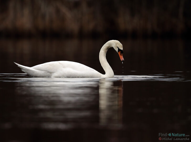 Mute Swan