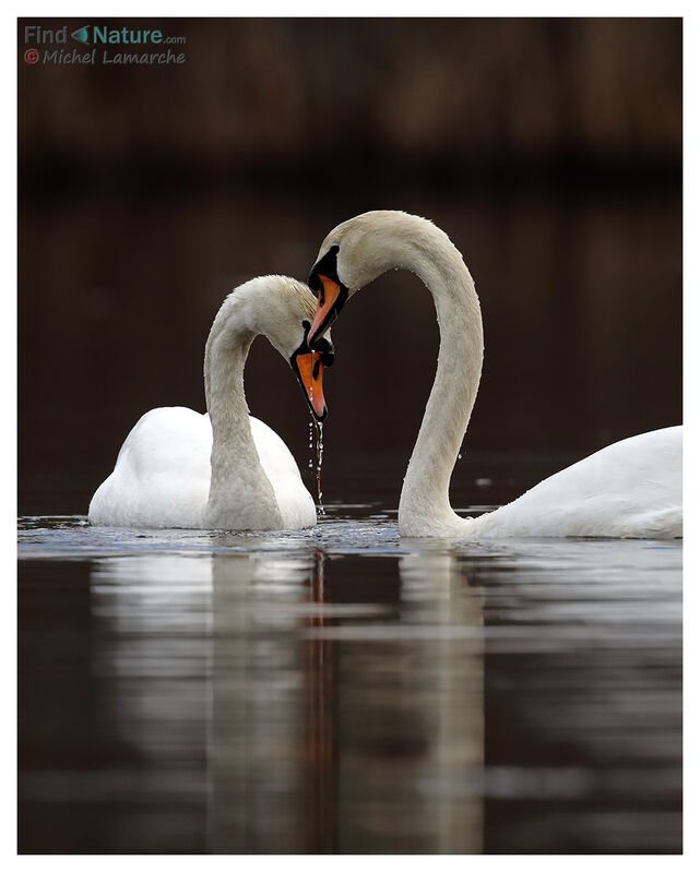 Mute Swan