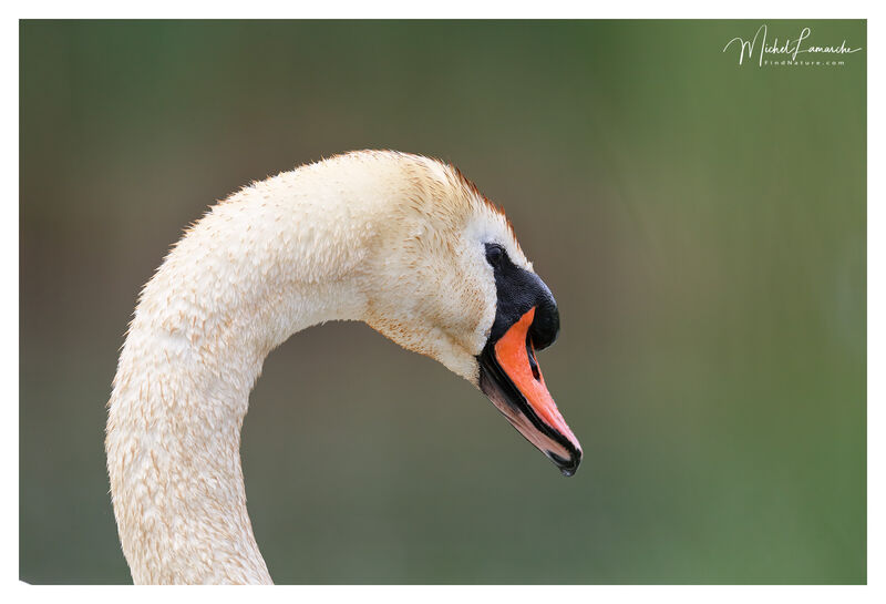 Mute Swan