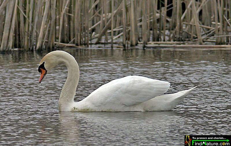 Mute Swan