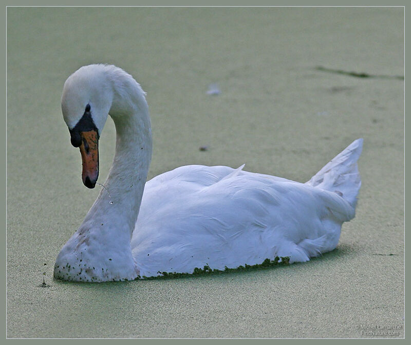 Mute Swan