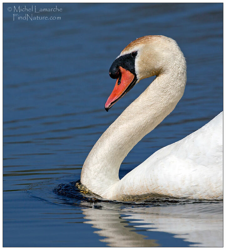 Mute Swan