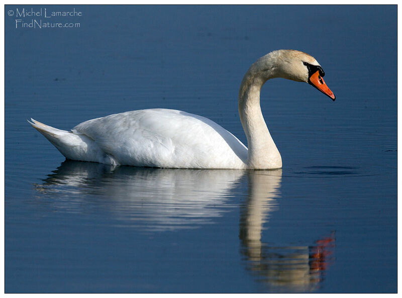 Mute Swan