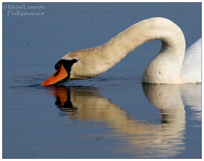 Mute Swan