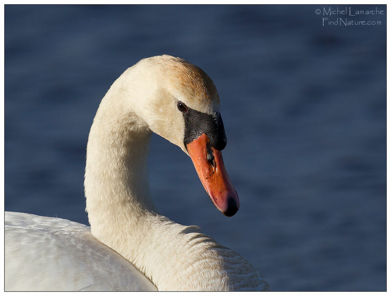 Cygne tuberculé