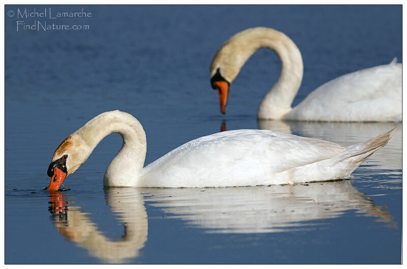 Cygne tuberculé 